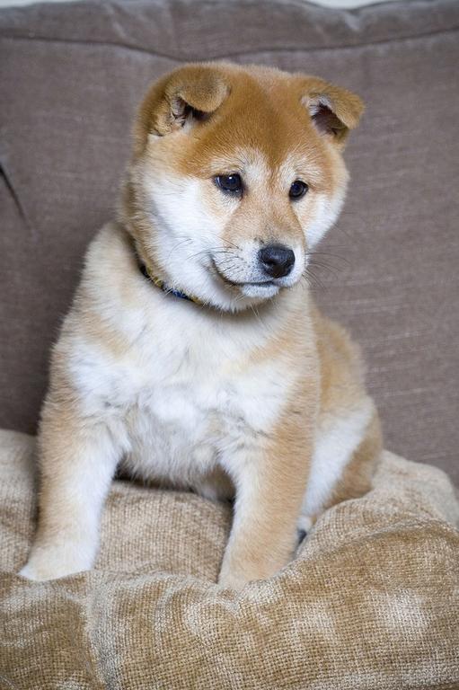 Shiba puppy.jpg
