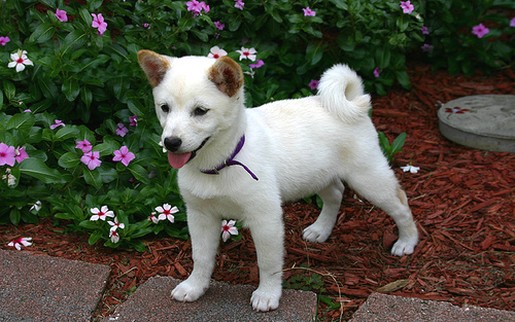 white Shiba Inu puppy.jpg