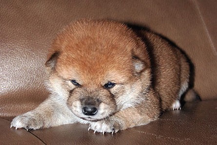 young Shiba Inu puppy.jpg
