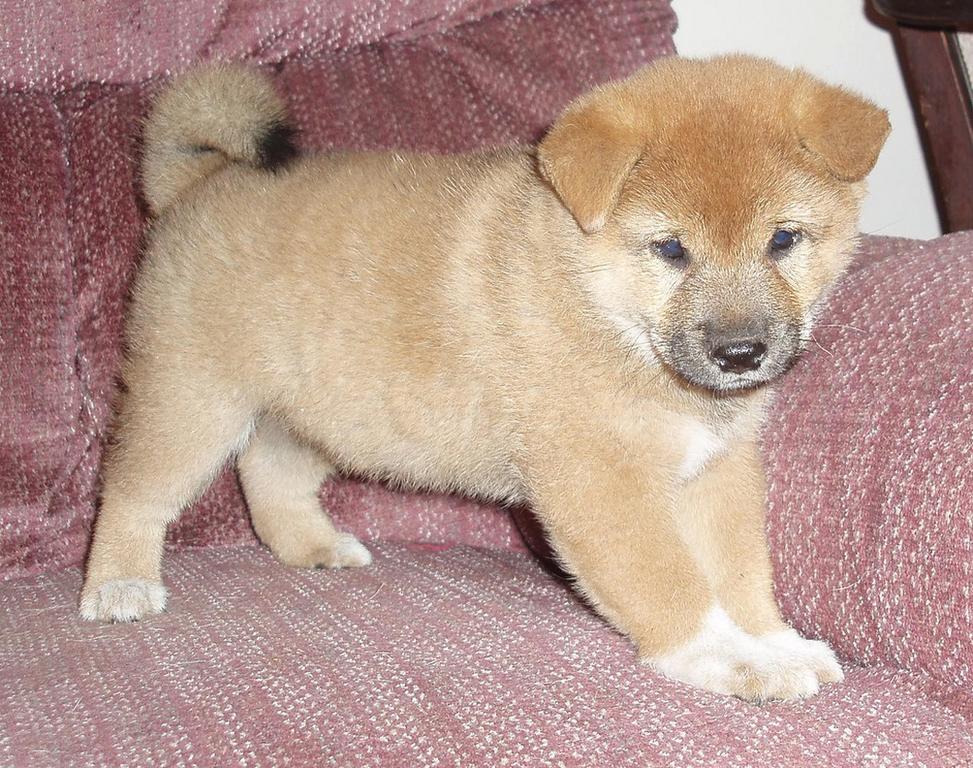 young cream Shiba Inu puppy.jpg
