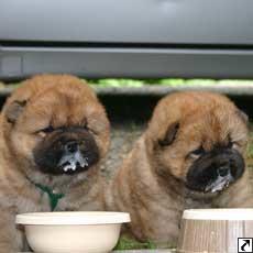 Chow Chow Puppy
