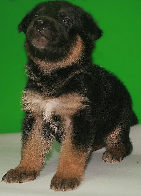 German Shepherd pup picture.jpg
