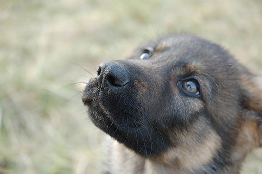 German Shepherd puppy training.jpg
