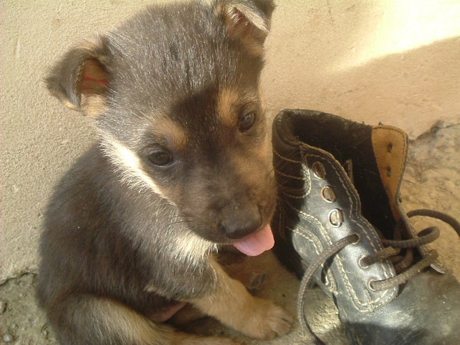 German Shepherd puppy_can i destroy you shoe, i like the smell.jpg
