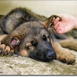 German Shepherd puppy_can i sleep in peace please.jpg
