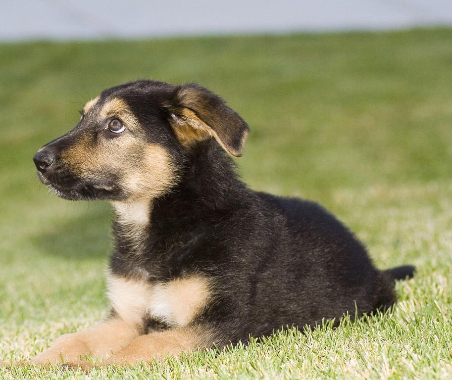 German Shepherd puppy_can i run like crazy out here.jpg
