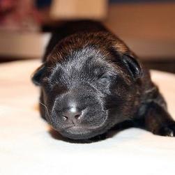 newborn German Shepherd puppy.jpg
