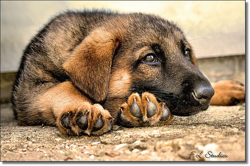 German Shepherd puppy_what should i do with my life.jpg
