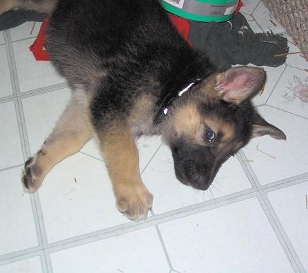 German Shepherd puppy_what do you want from me.jpg
