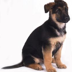 pretty German Shepherd puppy.jpg
