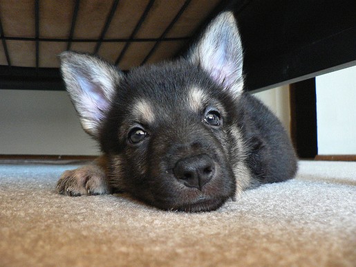 cute close face up of a German Shepherd puppy.jpg
