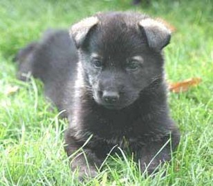 black German Shepherd pup.jpg

