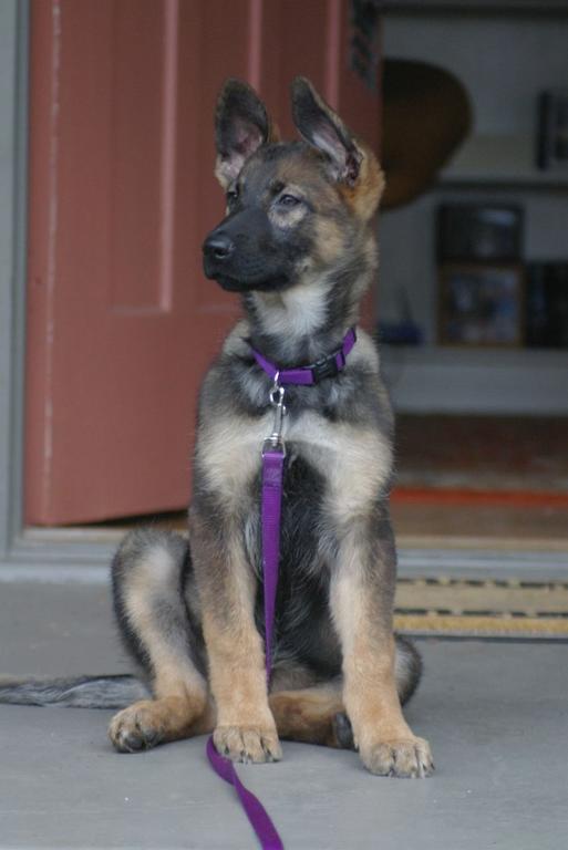 beautiful German Shepherd puppy.jpg (5 comments) Hi-Res 720p HD