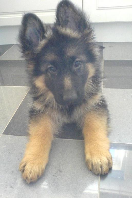 cute German Shepherd puppy.jpg
