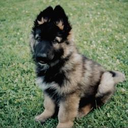 funny looking German Shepherd puppy.jpg
