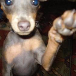 Harley the min pin likes cameras. He's a curious little guy.

