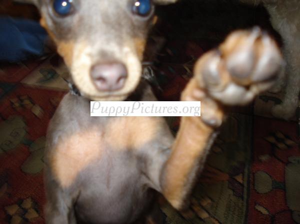 Harley the min pin likes cameras. He's a curious little guy.
