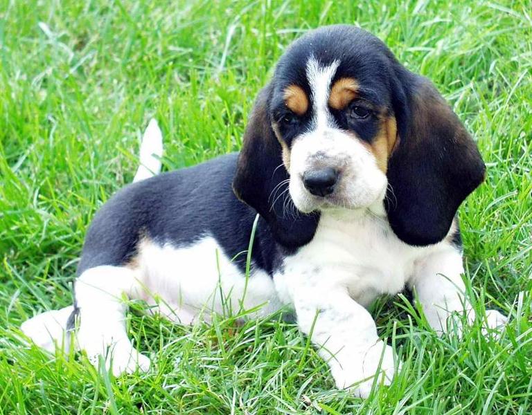 basset pup in white, black and tan.jpg
