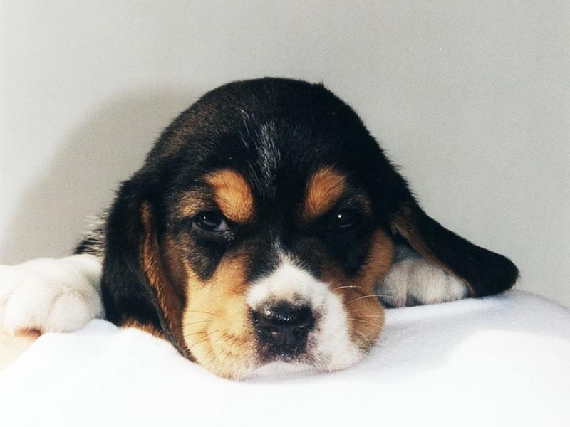 beagle puppy cute face.jpg
