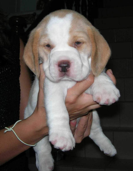 beagle puppy in tan and white_cute.jpg
