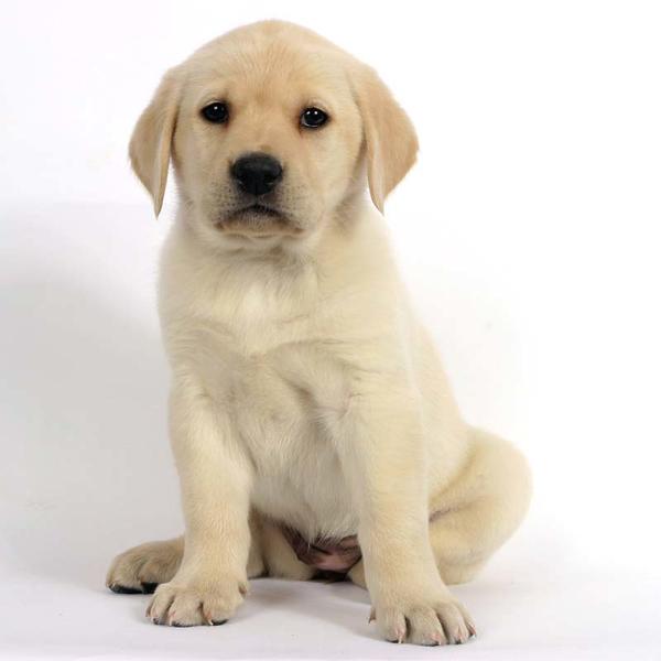 lab pup in golden color.jpg
