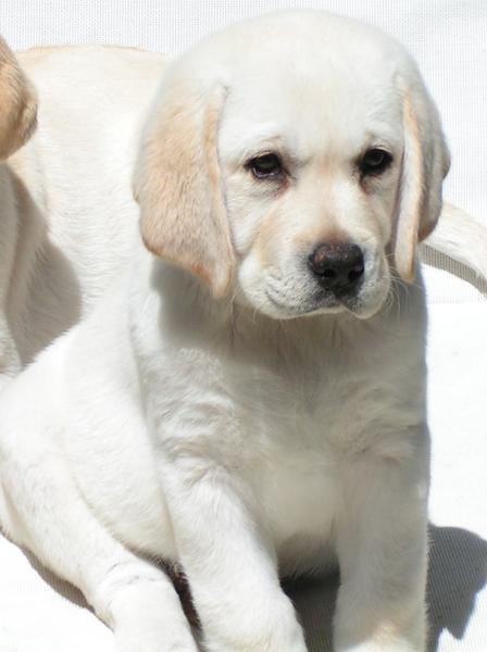 lab pup in golden white.jpg
