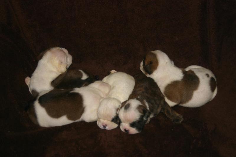 Bulldog Puppies in group.jpg
