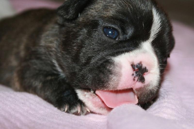 cute looking newborn French Bulldog Puppy.jpg
