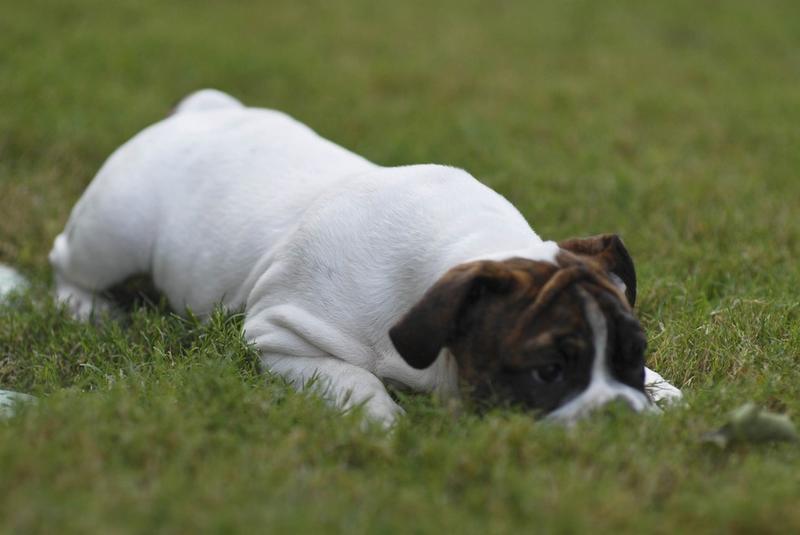 white English Bulldog Puppy with brown head.jpg
