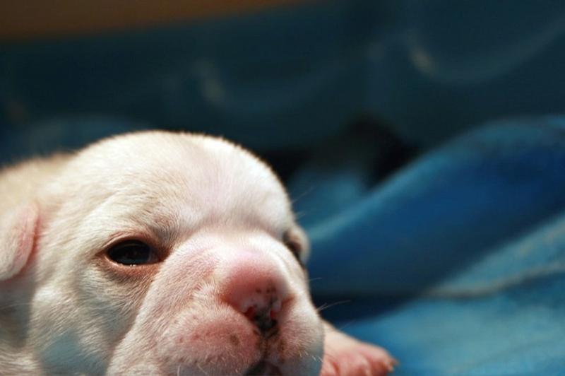 white beautiful Bulldog Puppy.jpg
