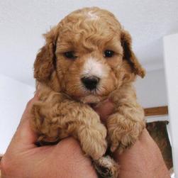 Puppy Pictures & Dog Photo Gallery @ PuppyPictures.org (6185 Pics)