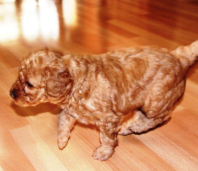labradoodle pup running on wood floor
