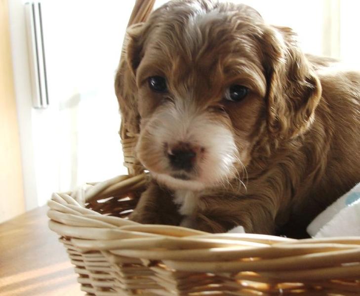 labradoodle puppy in backet
