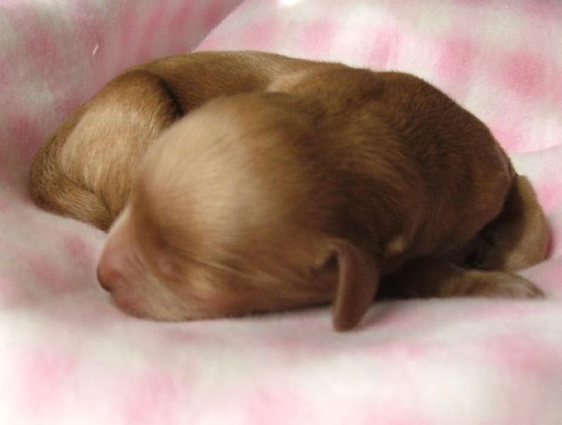 newborn labradoodle pup
