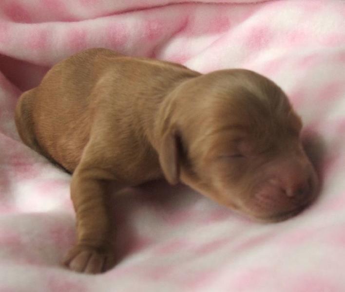 new born labradoodle puppy
