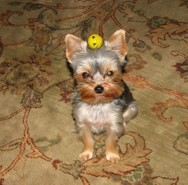 cute yorkie puppy.jpg

