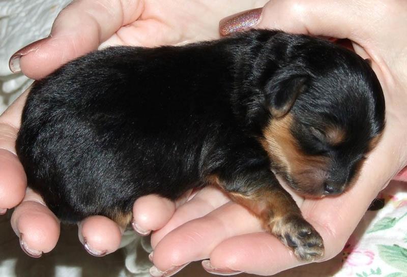 cute young yorkie puppy.jpg
