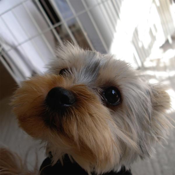 big close face up yorkie puppy with big eyes.jpg
