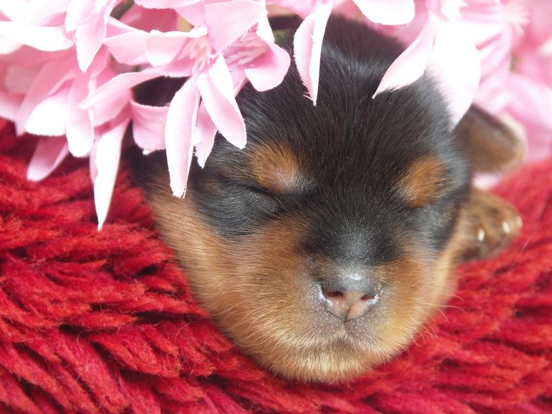 young yorkie puppy with pink flowers.jpg
