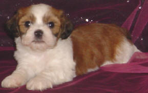 Lhasa Bichon with tan, white and brown.jpg
