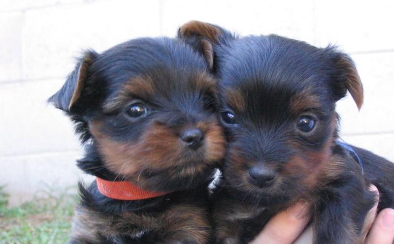 two cute yorkie puppies.jpg
