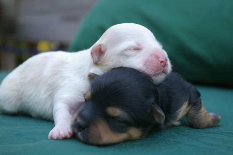 very young yorkie puppies in whtie and blacktan.jpg
