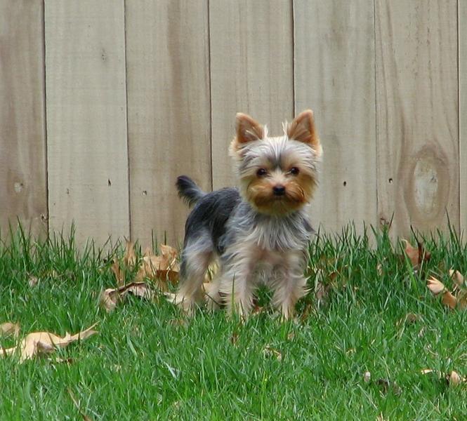 yorkie pup in the back yard.jpg
