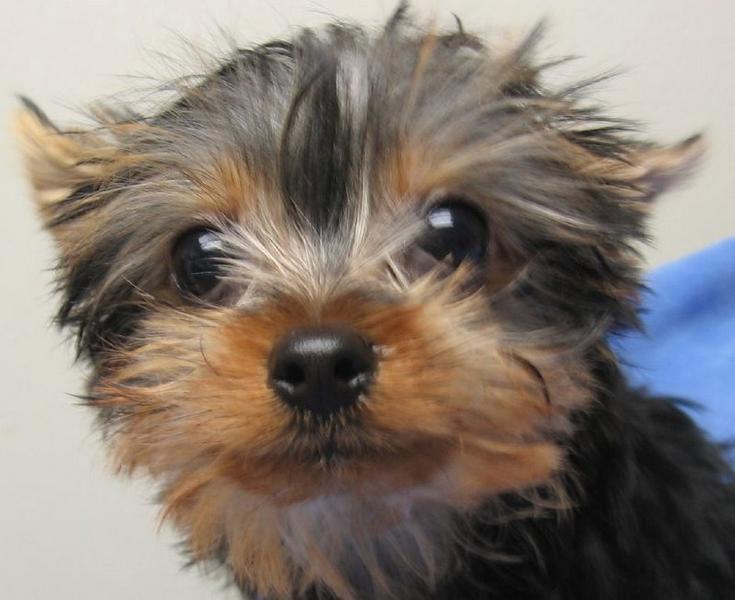 yorkie puppy close up face.jpg
