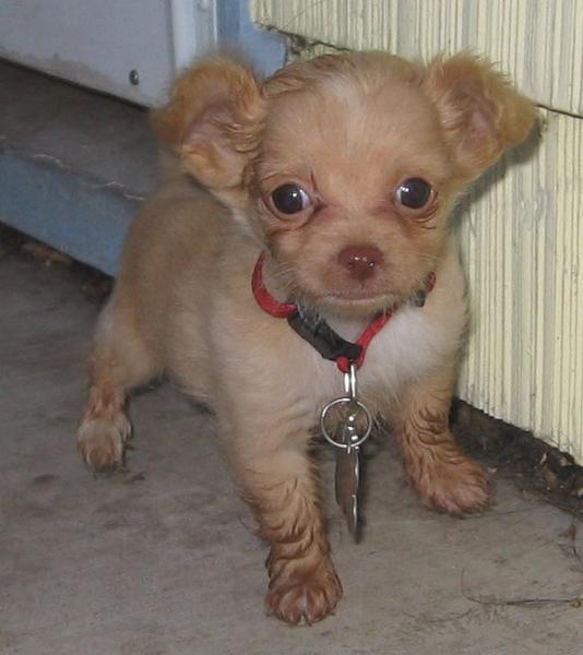 yorkie puppy in tan with big eyes.jpg
