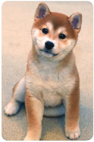 beautiful Shiba Inu puppy.jpg
