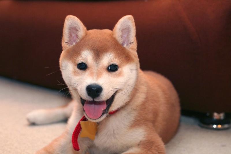 Shiba Inu puppy breeder.jpg
