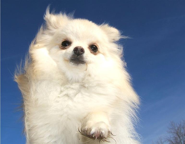 beautiful Pomeranian puppy in white.jpg
