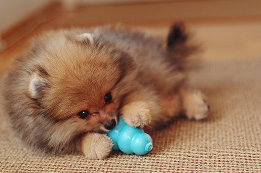 small cute poneranian puppy in tan and brown playing its toy.jpg
