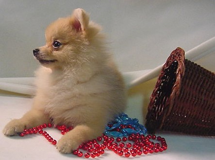 Pomeranian puppy photo.jpg

